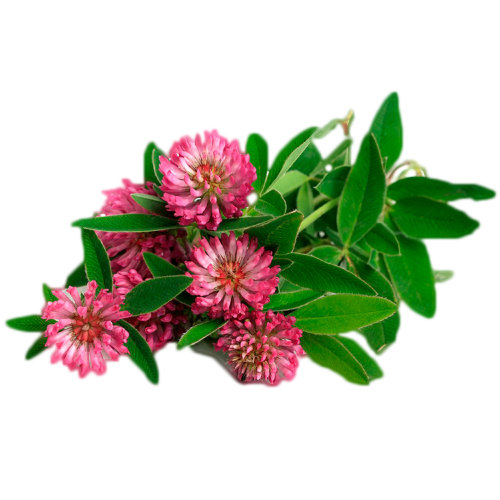 Гидролат Клевера