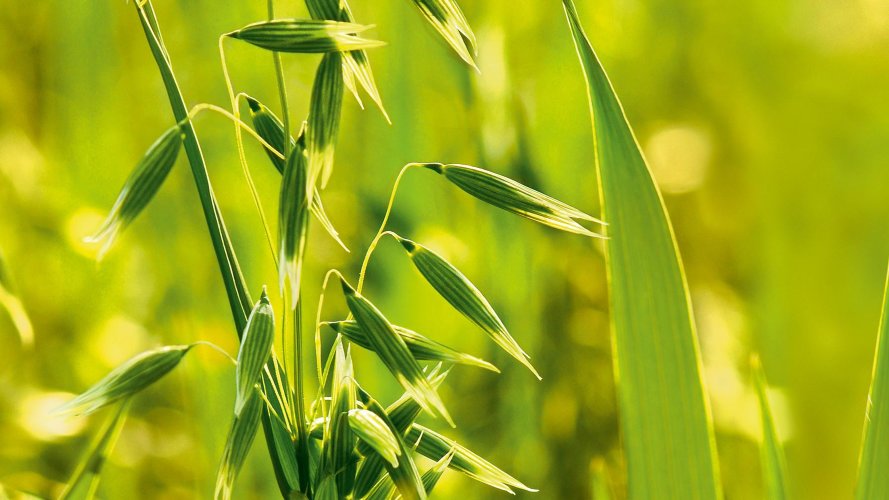 Водно-глицериновый экстракт Овса  